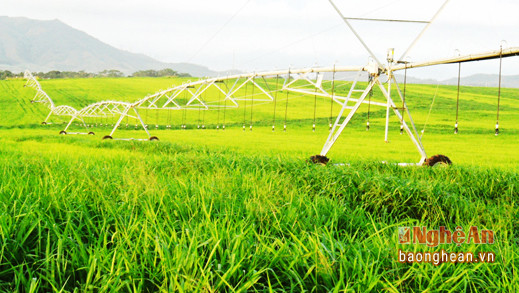 Hệ thống giàn tưới hiện đại của Tập đoàn TH trên cánh đồng cỏ nguyên liệu.