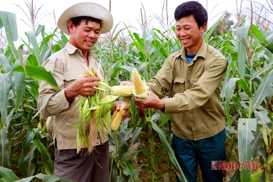 Mặc dù đã có nhiều mô hình kinh tế nhưng nông nghiệp Nam Đàn vẫn chưa có các mô hình nổi bật. Ảnh Đạm Phương