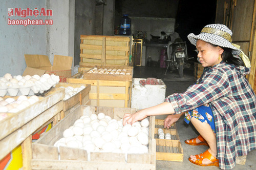 Kiểm tra, phân loại trứng trước khi đưa vào  lò ấp ở gia đình ông Trần Văn Quang, xóm 1,  xã Quỳnh Diễn (Quỳnh Lưu).