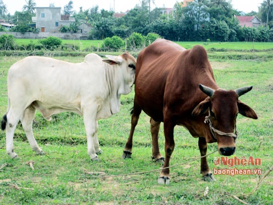 Bò lai 3 máu ở Nghi Lộc
