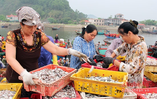 Có những người chuyên làm nhiệm vụ phân loại cá để định giá.