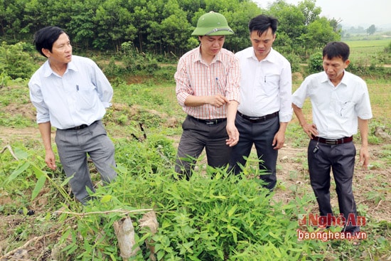 Ngành nông nghiệp huyện Anh sơn kiểm tra, tìm biện phát diệt châu chấu