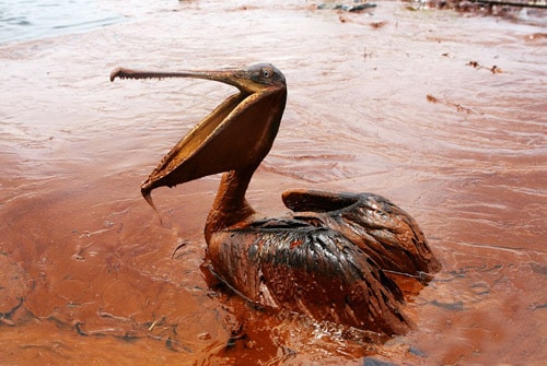 Một con bồ nông phủ đầy dầu đang ngồi trên một vùng dầu loang ở đảo Queen Bess, Pelican Rookery, bang Louisiana sau vụ tràn dầu giàn khoan Deepwater Hrizon xảy ra ngày 20 tháng 4 năm 2010. Bức ảnh này được chụp vào tháng 6/2010.