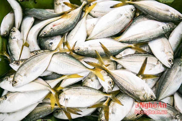 Fish catched during an offshore night.