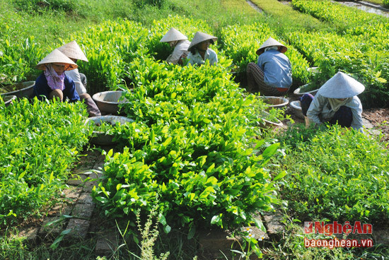 Vườn ươm giống keo,bạch đàn,khoanh diệp...ở xã Ngọc Sơn Quỳnh Lưu giống cây đi khắp các lâm trường trong huyện và TX Hoàng Mai