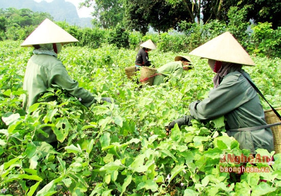 Các gia đình giúp nhau hái cà để kịp cung ứng cho thương lái.