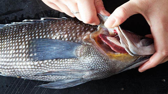 Nhìn mang cá có thể nhận biết cá có nhiễm độc hay không