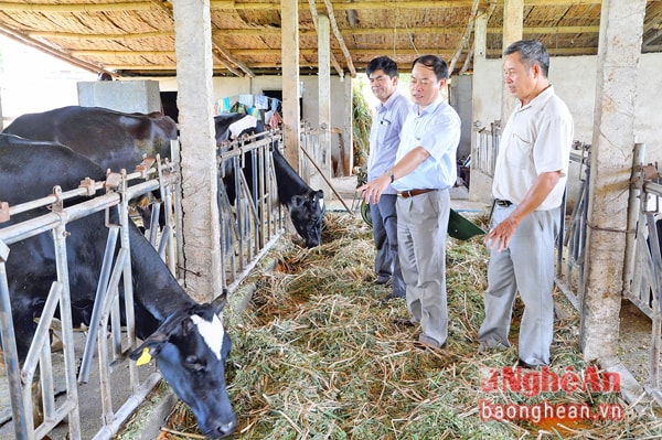 Khu lâm viên Bàu Sen - lá phổi xanh của thị xã Thái Hòa nhìn từ trên cao. Ảnh: Sỹ Minh