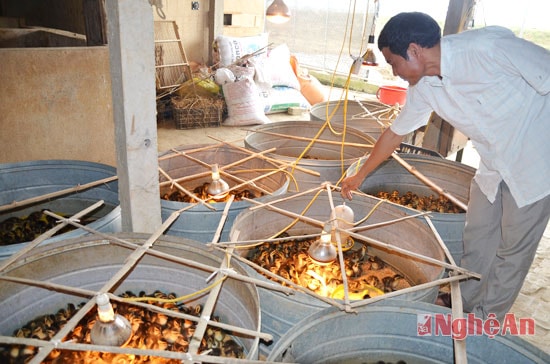 Để đảm bảo hiệu quả trong chăn nuôi, anh đã chủ động được nguồn con giống,làm tốt công tác chăm sóc, tiêm phòng nên con vật khỏe mạnh,thể trọng nhanh lớn