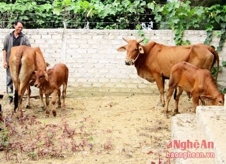 Sindh-crossbred cows have several advantages , such as heavier, better meat-productivity and quality, so it is preferred by customers.