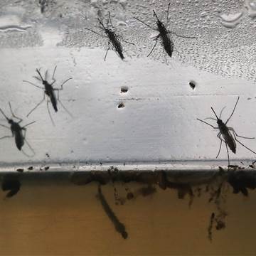 Mỹ phát hiện trường hợp đầu tiên bị tử vong do virus Zika