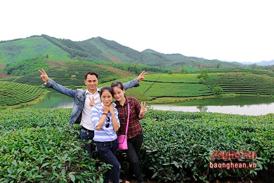 Thanh An’s green tea island has been known both domestically and eternally for a long time. Its natural attractiveness has not cooled off yet.