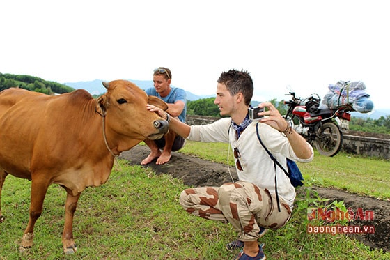 Thanh An green tea island has become a famous tourism destination, attracting more and more foreigners. Above photo: 2 guys from the UK and France arrived so early to enjoy the natural beauty of Cau Cau dam. They felt amazing to see mountains, rivers, clouds in the sky and played with cows grazing by the dam.