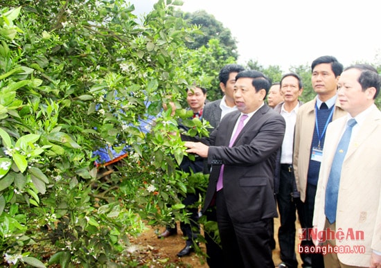 Đồng chí Nguyễn Xuân Đường thăm mô hình trồng cam Vân Du tại xã Yên Khê (Con Cuông). Ảnh: Giang Nam