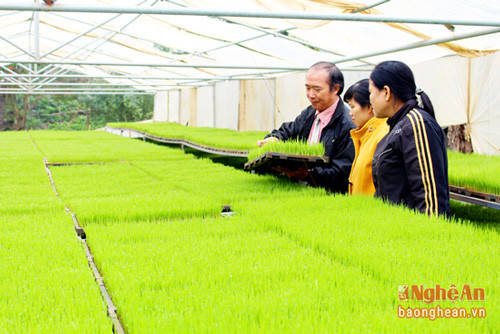 Ứng dụng tiến bộ KH-KT trong gieo mạ khay  ở huyện Hưng Nguyên.