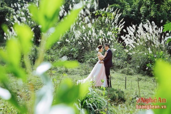 Cũng nơi đại ngàn xanh ngút Pù Mát ấy, cô dâu Thùy Linh (Hà Tĩnh) và chú rể Bảo Nguyên (thành phố Vinh) lại dành tình yêu của họ cho cánh đồng lau trắng xóa một màu