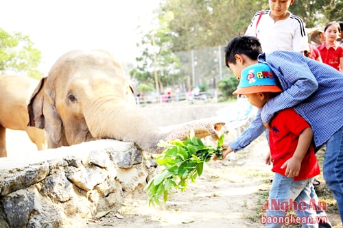 Khỉ mặt chó, voi… được các bé bình chọn là “những người bạn thân thiện nhất” vì sự gần gũi với con người