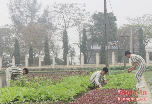 Phạm nhân tham gia lao động cải tạo tại trại tạm giam Nghi Kim