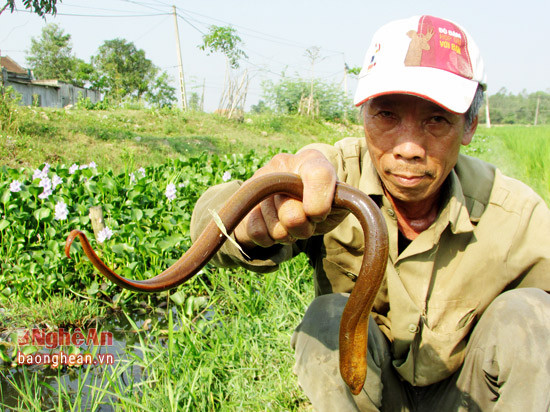 The big eel is often caught.