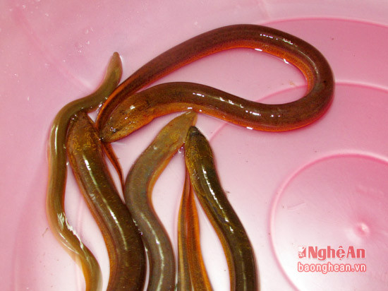 Eels caught in the fields are normally big, yellow in color, high nutrient and delicious in taste. In average, the price for one kilo of swamp eels ranges between 180,000 to 200,000 VND, twice higher than raised eels.