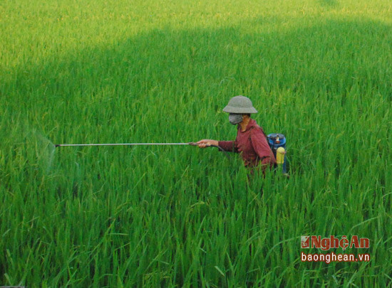 Nông dân xã Thanh Lĩnh, huyện Thanh Chương phun thuốc trừ rầy cho lúa xuân