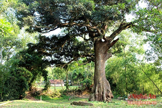 Người địa phương gọi cây muỗm là cây trôi. Theo các cụ cao niên, cây trôi Yên Hạ (xóm Yên Hạ) đã có tuổi đời hơn 300 năm, là chứng tích cho bao biến đổi, thăng trầm của làng Yên Thượng xưa. 