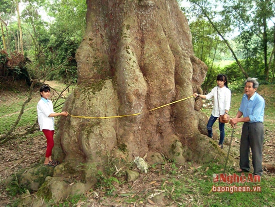 Cây trôi cao khoảng 25m, tỏa bóng sum suê cạnh bến sông, trước nhà văn hóa xóm Yên Hạ. Chu vi gốc cây, nơi lớn nhất đo được 12 m.