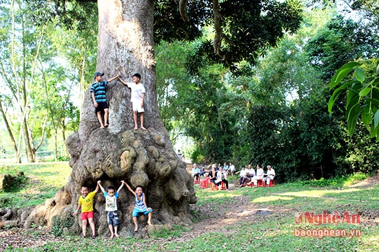 Từ xa xưa cho đến bây giờ, cây trôi là nơi dân làng tụ họp, vui chơi.