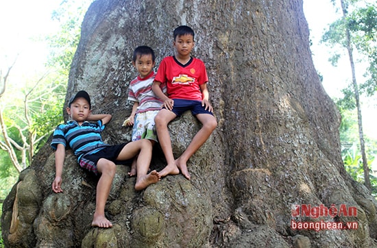 Trên thân nó, những chỗ u, bạnh, trẻ em có thể leo trèo, nằm, ngồi thoả thích.