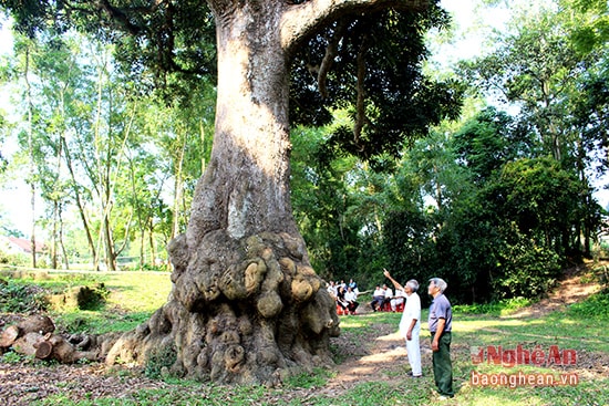 Các cụ cao tuổi thường kể cho mọi người trong làng nghe nhiều câu chuyện lịch sử xúc động gắn liền với cây trôi. Những năm Xô Viết Nghệ Tĩnh, trên cây trôi này, cờ đỏ búa liềm đã tung bay, kêu gọi, cổ vũ dân làng tham gia cách mạng. Bên cạnh cây trôi ngày đó, còn có điếm canh của tự vệ đỏ, khi cơ quan Huyện ủy, Tỉnh ủy về đây hoạt động.