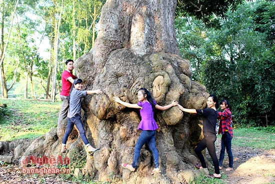 Gần chục nam nữ thanh niên vẫn chưa khép kín vòng tay quanh thân nó.