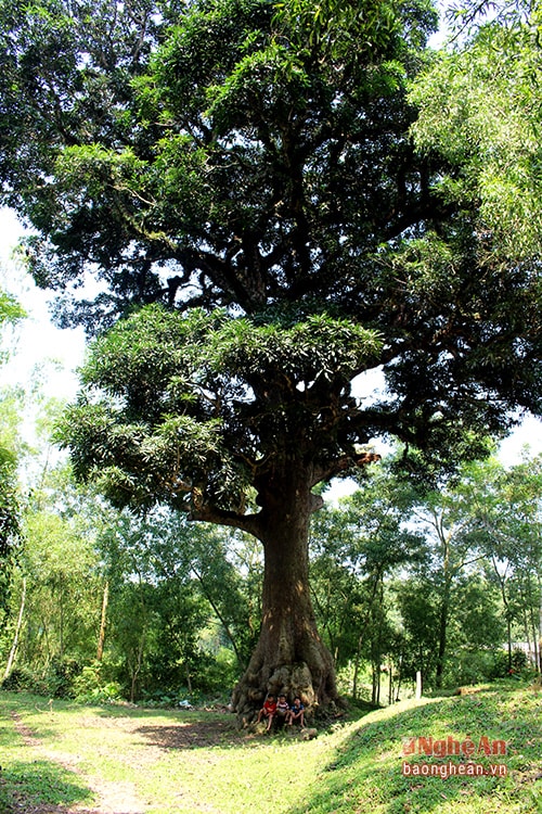 Trải qua hàng trăm năm lịch sử, cây trôi Yên Hạ vẫn xanh tươi, là biểu tượng cho tinh thần bất khuất, sức sống mãnh liệt và niềm tự hào của người dân Yên Lạc.