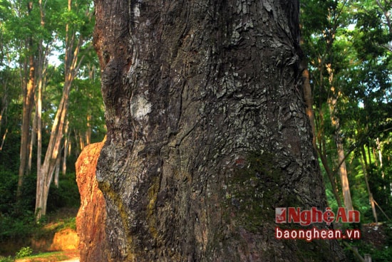 Theo ông Vi Trường Vĩnh trú bản Quang Thịnh xã Tam Đình (Tương Dương) là người trông giữ khu rừng Săng Lẻ, cây này thuộc giống lát hoa đỏ, rất quý hiếm. Cả khu rừng có 4 cây lát hoa và đây là cây có kích thước lớn nhất.