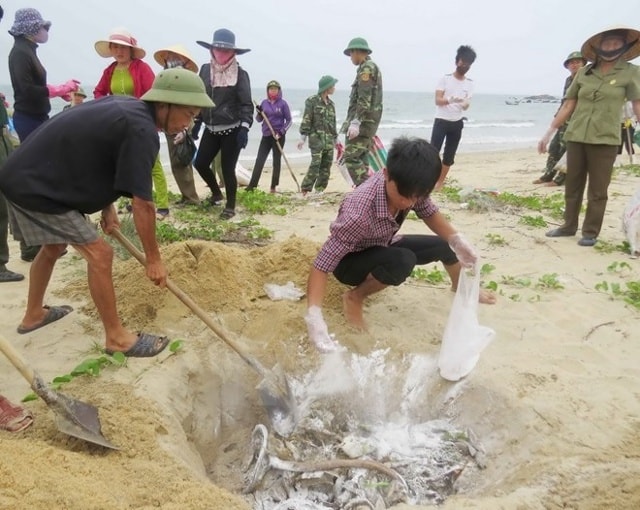 Người dân thu gom cá chết dạt vào bờ biển miền Trung.