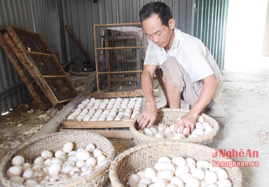 Sau mỗi đêm, ông Nguyễn Hữu Thao lại xếp những quả trứng vịt vừa đẻ vào khay để cho vào lò ấp.