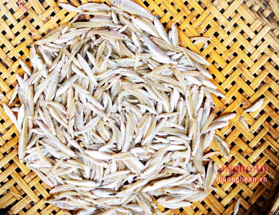 Tuy nghề lưới còm khá vất vả, đòi hỏi nhiều kinh nghiệm nhưng cũng cho thu nhập khá cao. Trung bình mỗi ngày người dân nơi đây có thể bắt từ 5 -7 kg, với giá bán từ 80 đến 100 ngàn đồng như hiện nay, người dân thu trên dưới 400 ngàn đồng.