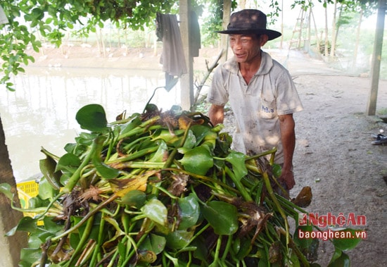 Sau khi vớt được lên bờ, anh Nguyễn Hữu Thao sử dụng xe rùa để chở bèo tây về trại vịt