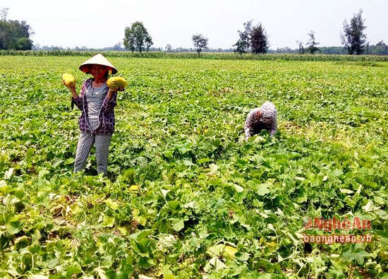 Nông dân xã Nghi Thạch, huyện Nghi Lộc thu hoạch dưa bở