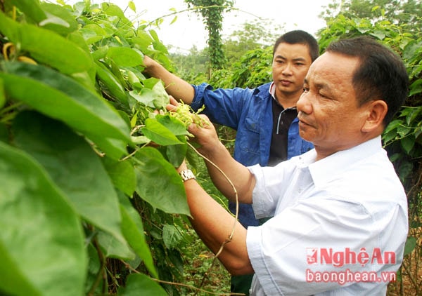 Vườn hoa thiên lý của anh Lê Công Tuấn  ở xóm 1, xã Đại Thành (Yên Thành).