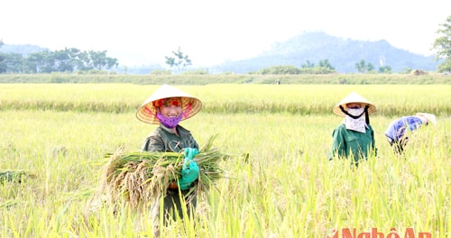 Niềm vui được mùa lúa vụ xuân tại Nghĩa Đàn. Ảnh Thái Trường