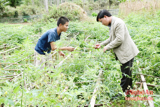 Mô hình trồng cà chua an toàn do cán bộ xã Thạch Giám (Tương Dương) hỗ trợ  thực hiện tại bản Chắn. Ảnh: Xuân Hoàng