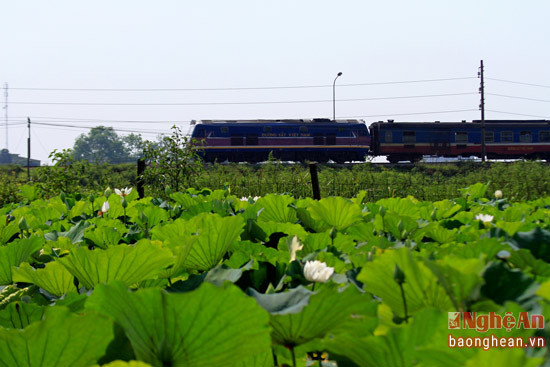 Hoa sen nở bình yên trên mặt đầm lặng sóng. 