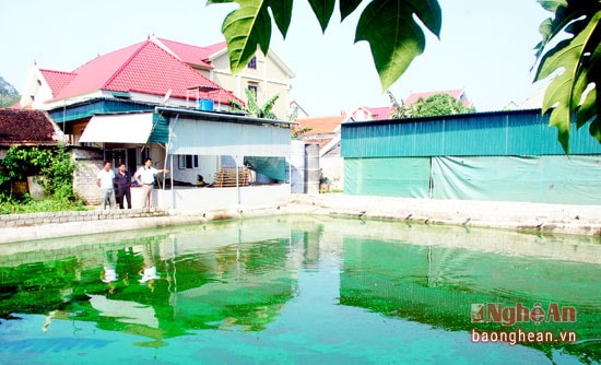 Cùng với việc nuôi lươn, ông Nguyễn Thành Minh còn đào một hồ nuôi cá trê, tận dùng nguồn nước thải xả từ các bể lươn  và  nguồn thức ăn dư thừa từ lươn. Với quy trình nuôi như vậy, thức ăn sẽ được sử dụng triệt để nhằm mang lại hiệu quả đầu tư.