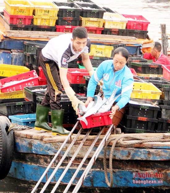 Ngư dân Nghi Thủy (TX. Cửa Lò) chuyển cá lên bờ. Ảnh: Hồ Phương