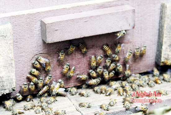 Thời điểm lấy sữa ong chúa thích hợp nhất là vào từ tháng 9 đến tháng 3 năm sau, bởi thời gian này khí hậu mát mẻ nên ong thợ chăm đi tìm nguồn thức ăn cho ong chúa.