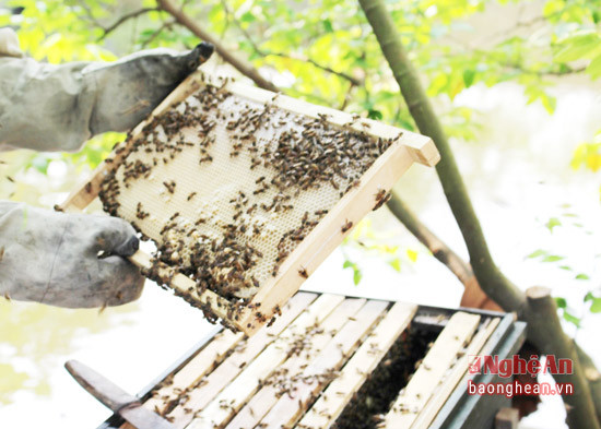 Để lấy sữa ong chúa, gia đình bà đã tạo ra “nụ chúa giả“ nhằm đánh lừa con ong thợ tiết dịch sữa vào trong đó để nuôi ấu trùng ong chúa. Ong thợ càng tiết dịch sữa bao nhiêu thì con người càng lấy bấy nhiêu. Và cứ thế con người sẽ hưởng được thành quả của mình. 