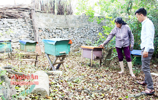 Để khai thác sữa ong chúa đạt hiệu quả, gia đình bà đã mang nhiều đàn ong đi gửi ở những nơi có nguồn phấn dồi dào, đồng thời chọn đàn ong mạnh có nhiều ong non ở độ tuổi tiết sữa, cho ong ăn bổ sung rồi tiến hành di trùng. 