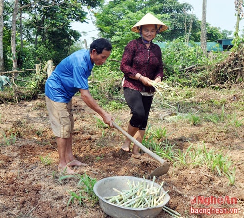 Vợ chồng ông Lô Văn Long mở rộng diện tích trồng cây cỏ sữa để chăn nuôi, phát triển đàn trâu, tăng thêm nguồn thu nhập. Cũng như ông Thìn, ông Long không bao giờ có ý định đi làm ăn xa.