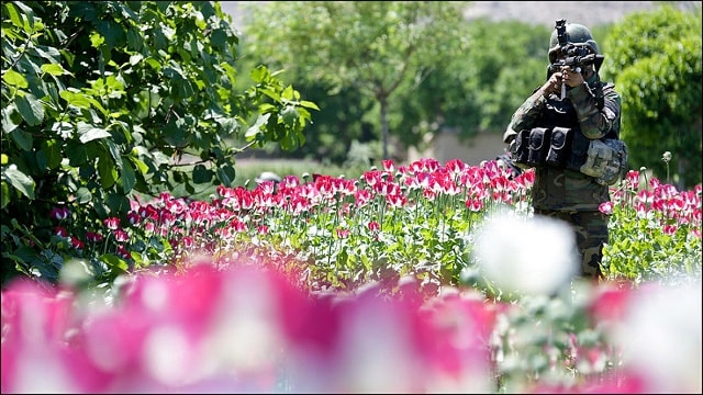 Binh lính quân đội Afghanistan làm nhiệm vụ trong chiến dịch tiêu hủy cánh đồng hoa anh túc tại huyện Khogyani, tỉnh Nangarhar, Afghanistan, ngày 9/5/2013. Ảnh: Wikimedia commons.