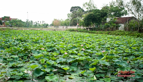 Không gian xanh mướt, điểm sắc hồng đằm thắm của loài sen hồng ngời lên trong nắng, như lời đón chào 